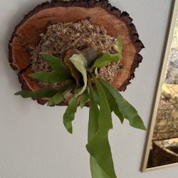 Staghorn Fern 