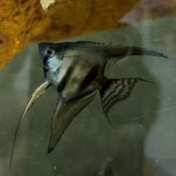 Fish Tank Decor
