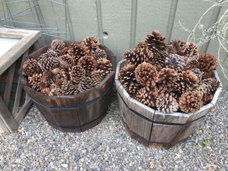 Gobs Of Pinecones, Many Sizes, Containers Not Included