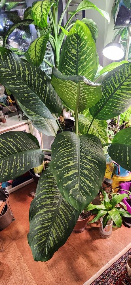 Large Dumb Cane Plant
