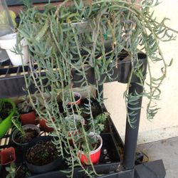 Plants 