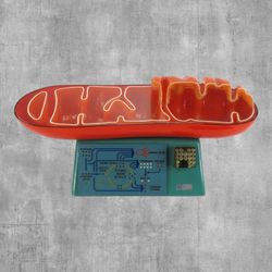Giant Vintage STACO Mitochondrion Science Model 23" Citric Acid Cycle Biology