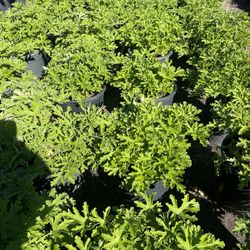 Mosquito Plant Repellent