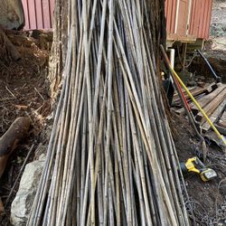 Bamboo Stakes 8’ Selling In Bulk
