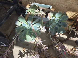 🌿Big, Happy Succulent – Natural Imperfections | Pickup Only & Bundle Offers Welcome