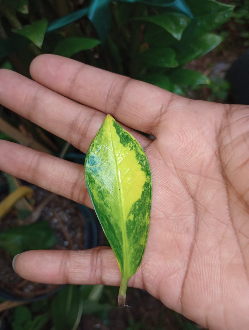 Variegated ZZ Plant (one 2 Inch Leaf) Read Description Below
