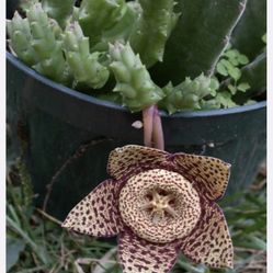 Orbea Vareiegata