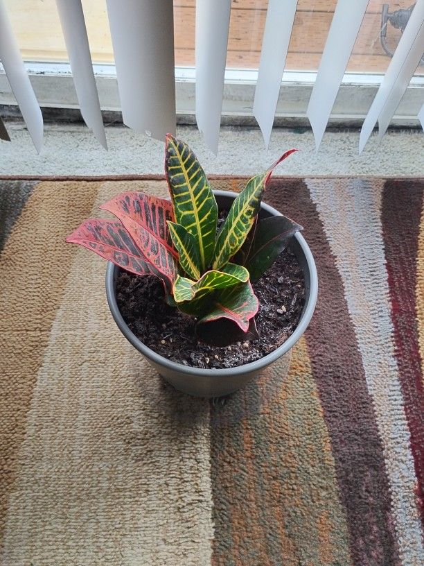 Plant