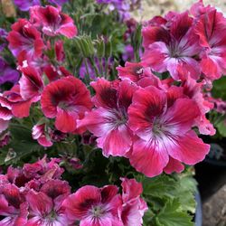 Beautiful  Perennial  Flowers In 5 Gallons Pots 