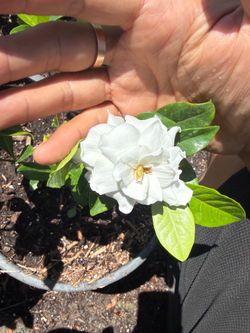 Gardenia 栀子花 Start Plant in 1 gallon