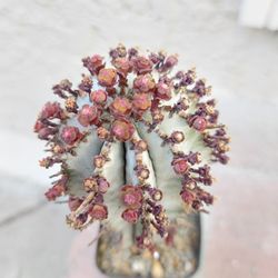 Euphorbia Horrida "Snowflake "