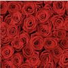 Love Roses 🌹 