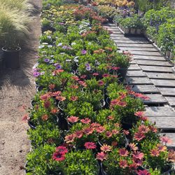 African Daisy’s 