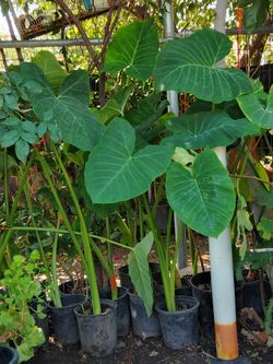 $12. Plantas Natural. Orejas De Elefante