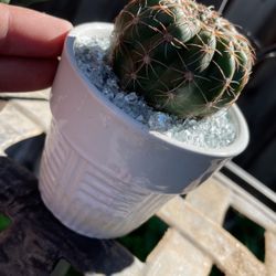 Mini Geometric Planter 