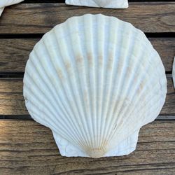 Vintage Scallop shell Serving Dishes