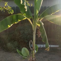 Banana Plant