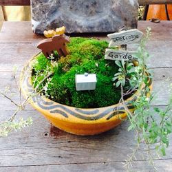 Miniature Moss Garden/Tea Cup Garden...Real Plants