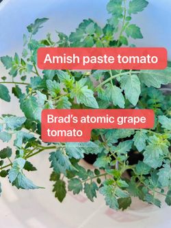 Amish paste tomato, Brad’s atomic grape tomato seedlings