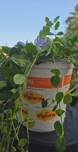 Periwinkle vining plants