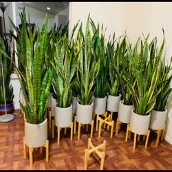 ♥️Super Tall ♥️BEST PLANT ON PLANET♥️Snake Plants In 10” Grey pot &Stand(PLS READ DESCRIPTION)