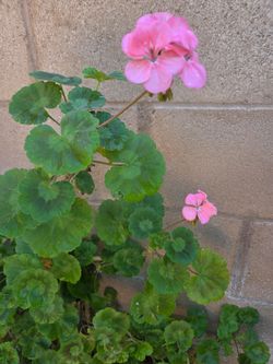 Malva jeranio