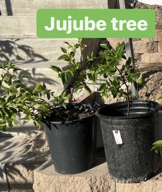 Jujube Trees