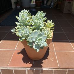 Ghostie Plant Succulent 