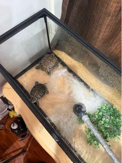 Turtle tank