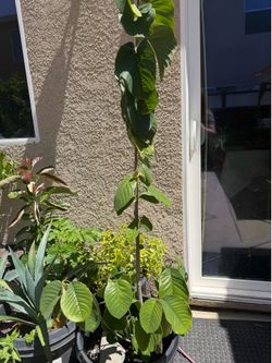 Chirimoya tree