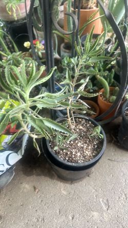 Plant