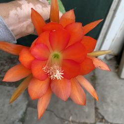 Epiphyllum Orchid Cactus Blooming Plant, In 1 Gallon Pot Pick Up Only