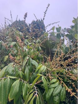 Longan tree in 100 gallons pot.