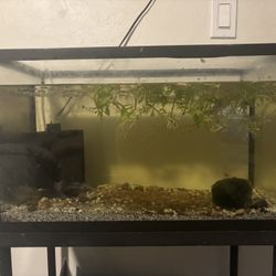 10 Gal shrimp Tank