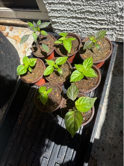 Peaches a cream ghost pepper a Bahamian goats seedlings 2 left