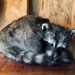 Raccoon Taxidermy Mount