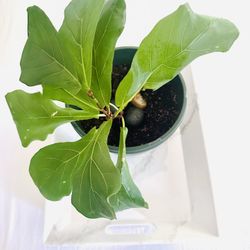 Fiddle Leaf Fig 