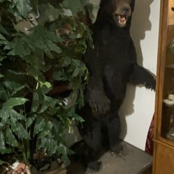  North American black bear