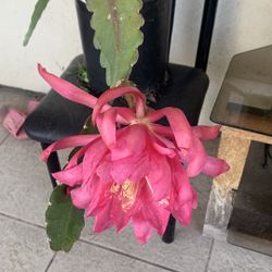 Pink Flowers Epiphyllum Pot 35$