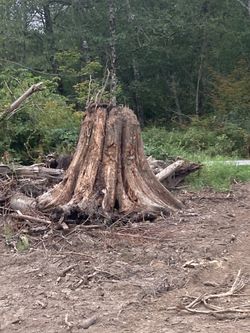 Cedar Old Growth Stumps