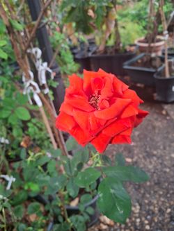 Assorted rose trees and shrubs