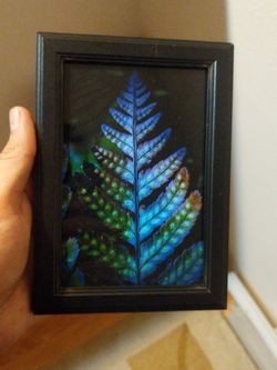 Colored Fern- Framed