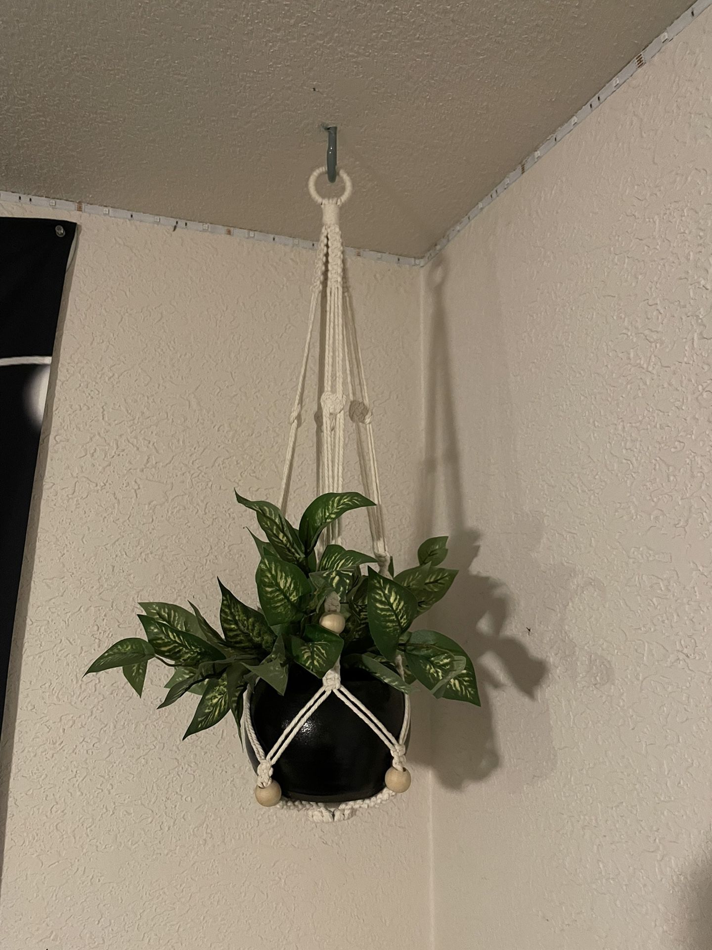 Hanging Ceiling Plant
