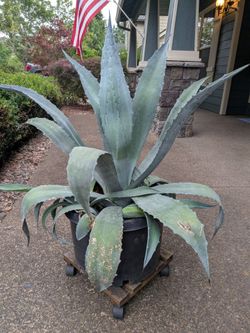Century Plant – Agave Americana  - large