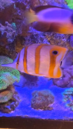 Fake Butterflyfish