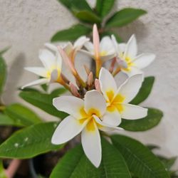 Established Blooming PLUMERIA (Frangipani) Plant - Fragrant White/Yellow Flowers