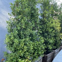 Indian Laurel Tree
