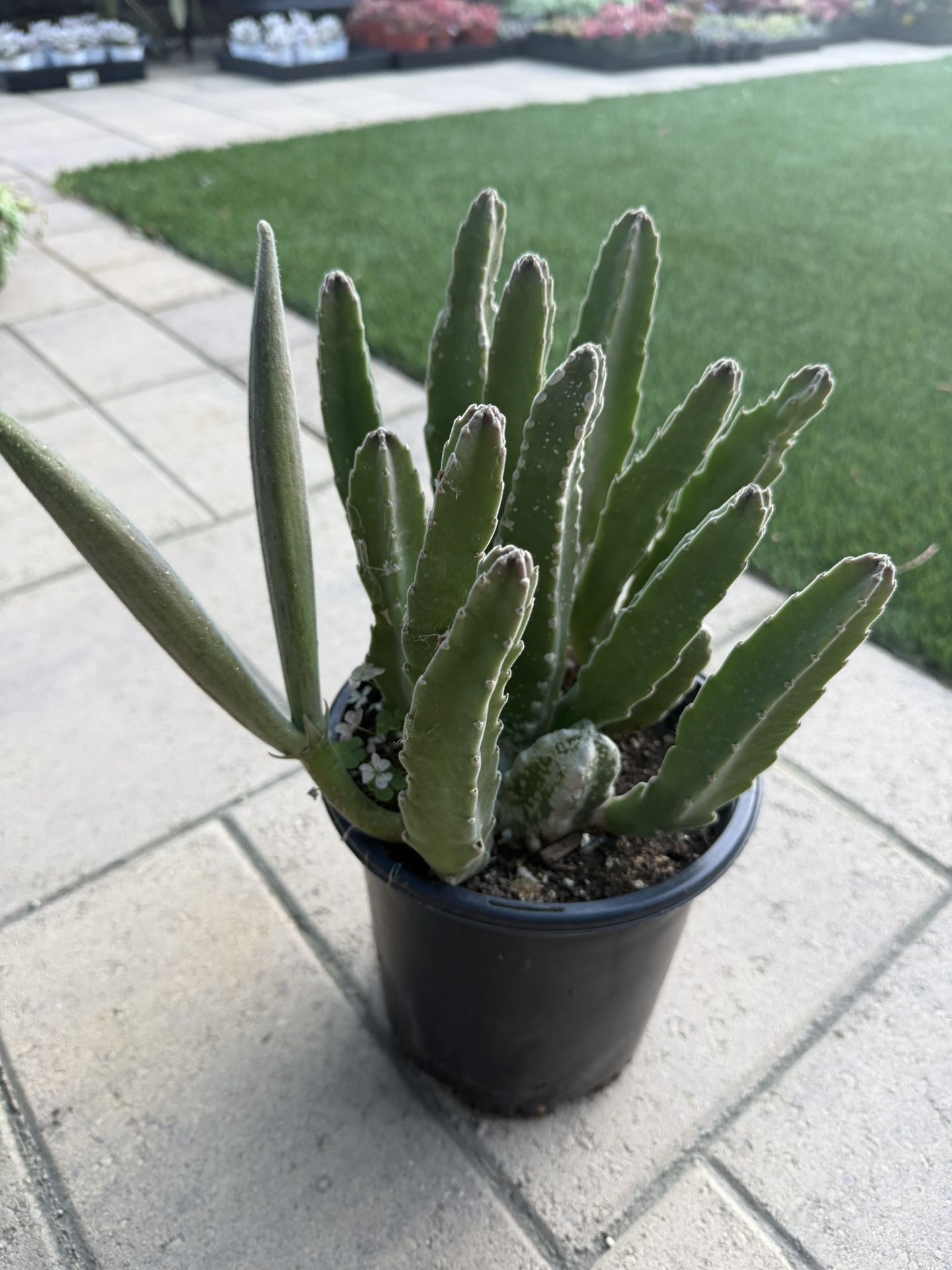 Stapelia Grandiflora