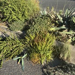 Low Water Garden Plants & Cacti For  FREE
