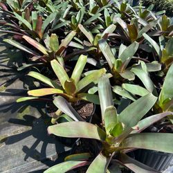 Large Bromeliad Imperialis – 7 Gallon Tropical Centerpiece 🌿🔥